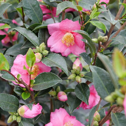 Camellia, Warm Hearted Pink #3