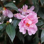 Load image into Gallery viewer, Camellia, Just Chill Double Pink #3