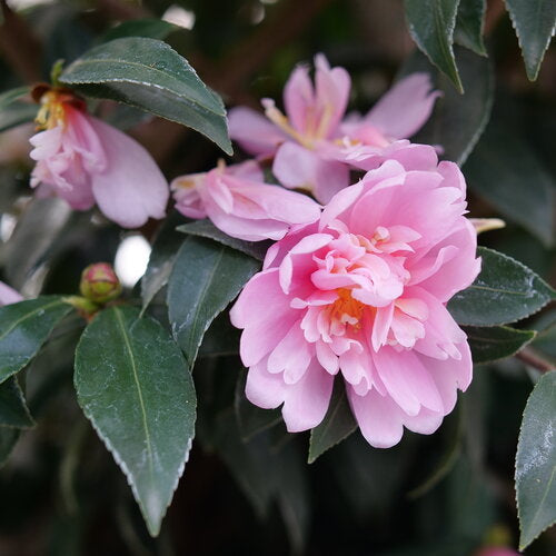 Camellia, Just Chill Double Pink #3