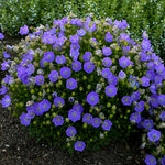 Load image into Gallery viewer, Bellflower, Rapido Blue #1