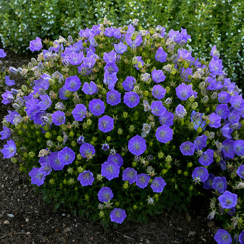 Bellflower, Rapido Blue #1
