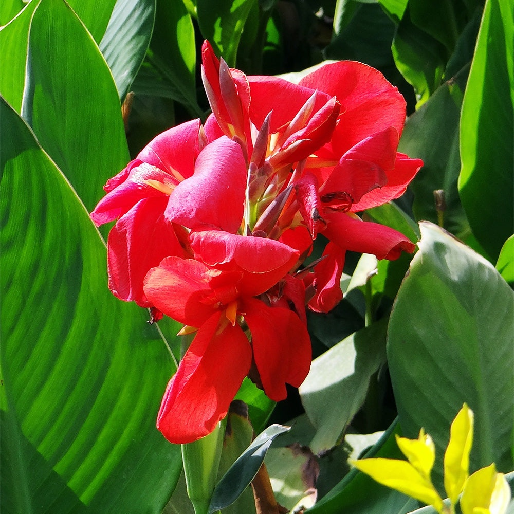 Trop, Canna Cannova #1 – Greenwood Creek Nursery