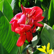 Trop, Canna Cannova #1