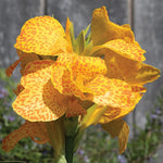 Load image into Gallery viewer, Trop, Canna Cannova #1