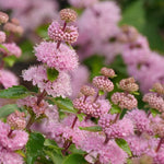 Load image into Gallery viewer, Bluebeard, Beyond Pink'd #3