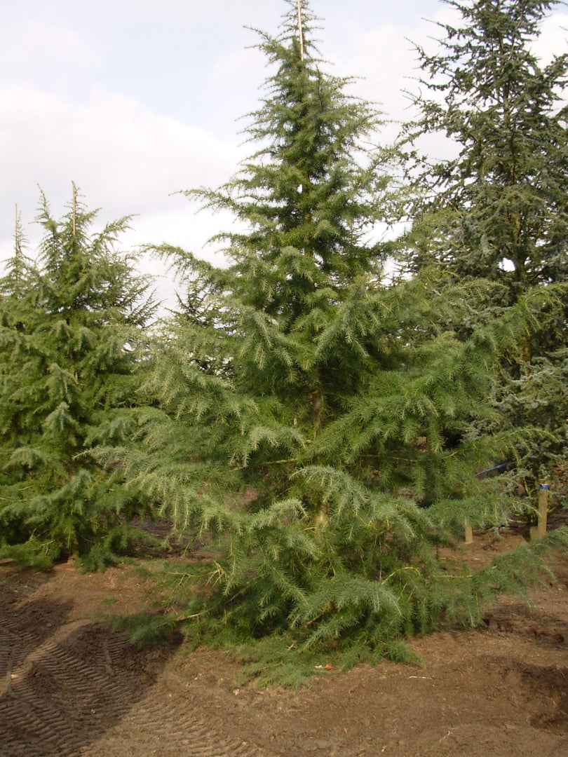 Cedar, Deodara Karl Fuchs #15