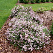 Deutzia, Yuki Kabuki #3
