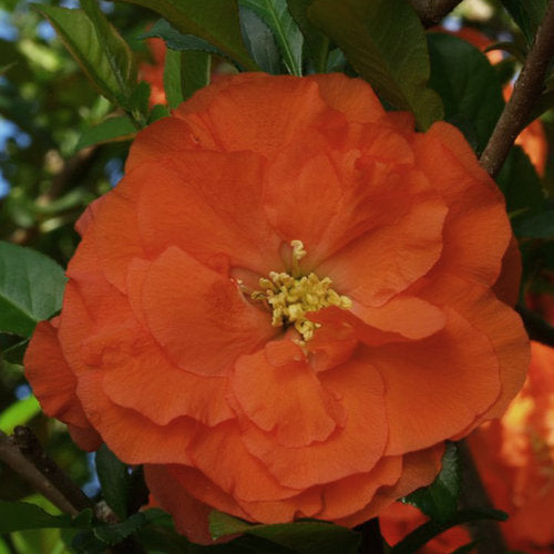 Quince, Double Take Orange #2