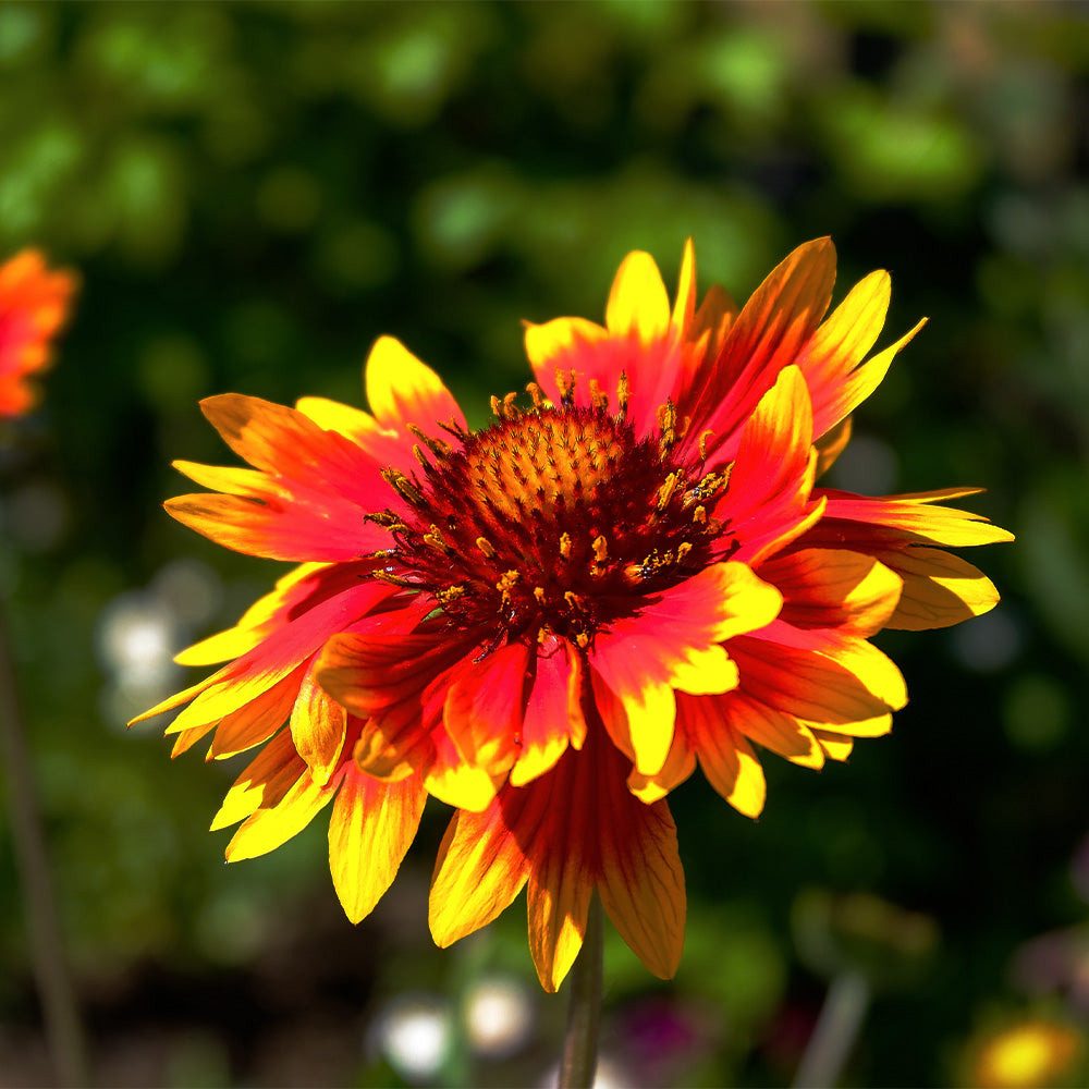 Gaillardia, Spintop Red Starburst #1