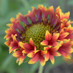 Load image into Gallery viewer, Gaillardia, Spintop Copper Sun #1
