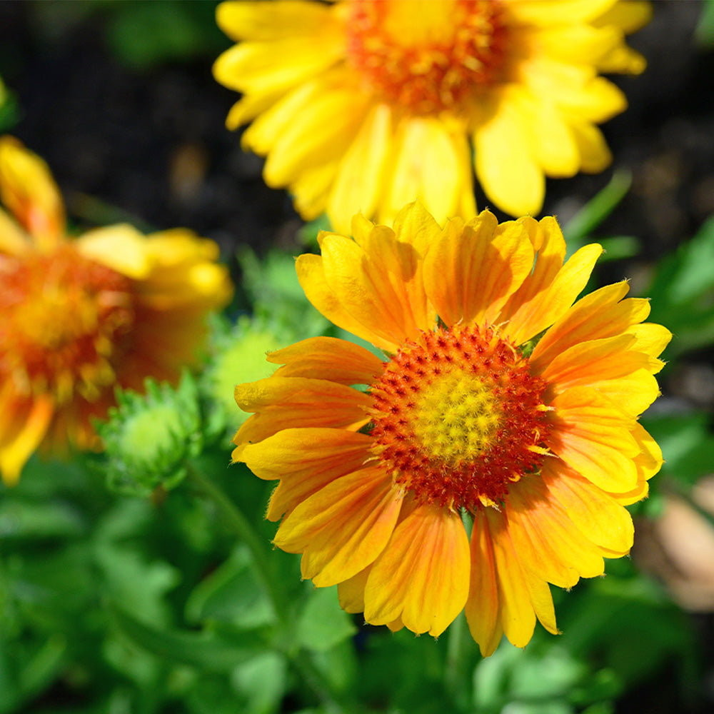 Gaillardia, Spintop Mango #1