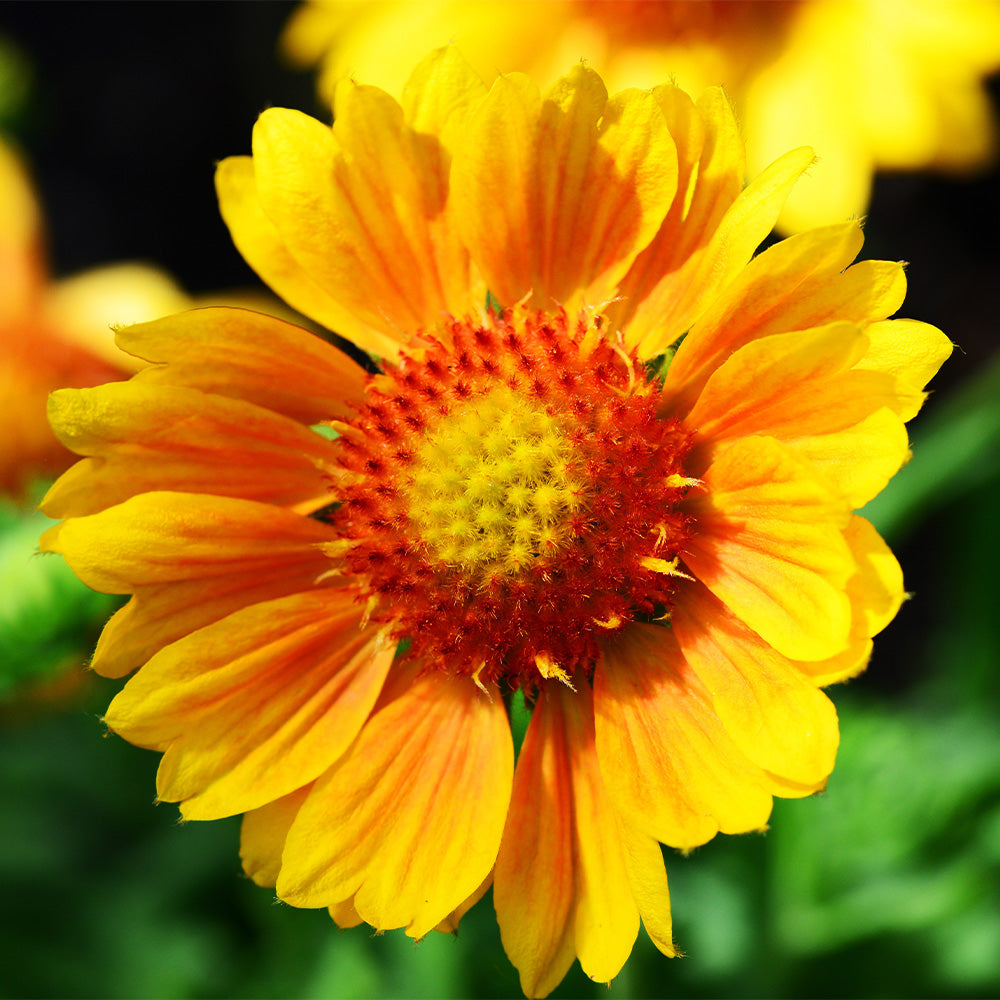 Gaillardia, Spintop Mango #1