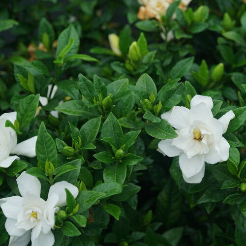 Gardenia, Pillow Talk #3