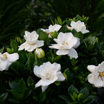 Load image into Gallery viewer, Gardenia, Steady as She Goes #3