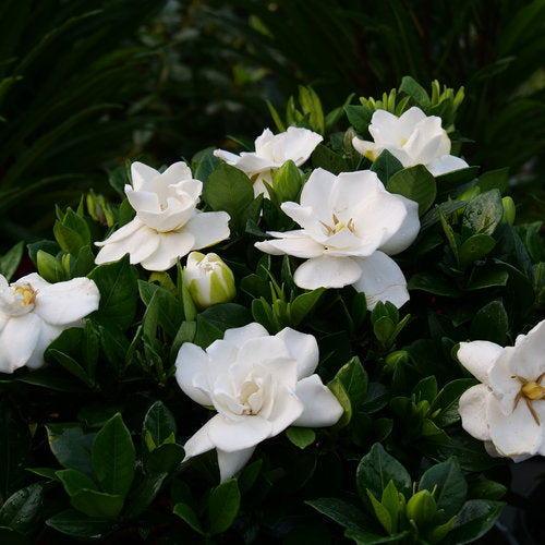 Gardenia, Steady as She Goes #3
