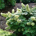 Load image into Gallery viewer, Hydrangea, Oak Gatsby Glow Ball #3
