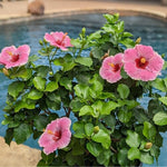 Load image into Gallery viewer, Trop, Hollywood Hibiscus America's Sweetheart #2