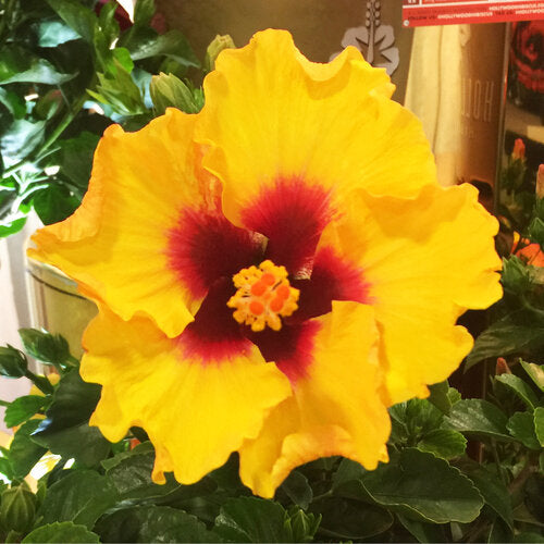 Trop, Hollywood Hibiscus Rico Suave #2