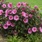 Load image into Gallery viewer, Hibiscus, Summerific Berry Awesome #3