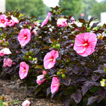 Load image into Gallery viewer, Hibiscus, Summerific Edge of Night #3