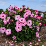 Load image into Gallery viewer, Hibiscus, Summerific Spinderella #3