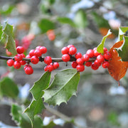 Holly, American Satyr Hill #10