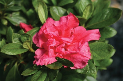 Azalea, Bloom-A-Thon Hot Pink #3