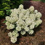 Load image into Gallery viewer, Hydrangea, Tiny Quick Fire #3