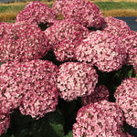 Load image into Gallery viewer, Hydrangea, Incrediball Blush #3