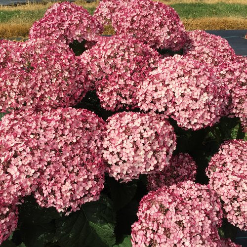 Hydrangea, Incrediball Blush #3