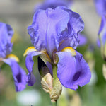 Load image into Gallery viewer, Iris, His Royal Highness #1
