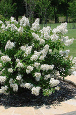 Load image into Gallery viewer, Crape Myrtle, Enduring White #3