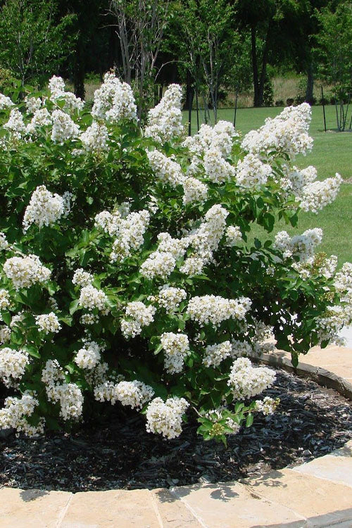 Crape Myrtle, Enduring White #3