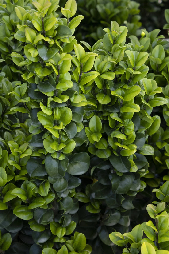Ligustrum, Rotundifolium #5