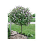 Load image into Gallery viewer, Lilac, Bloomerang Dark Purple #10 PT
