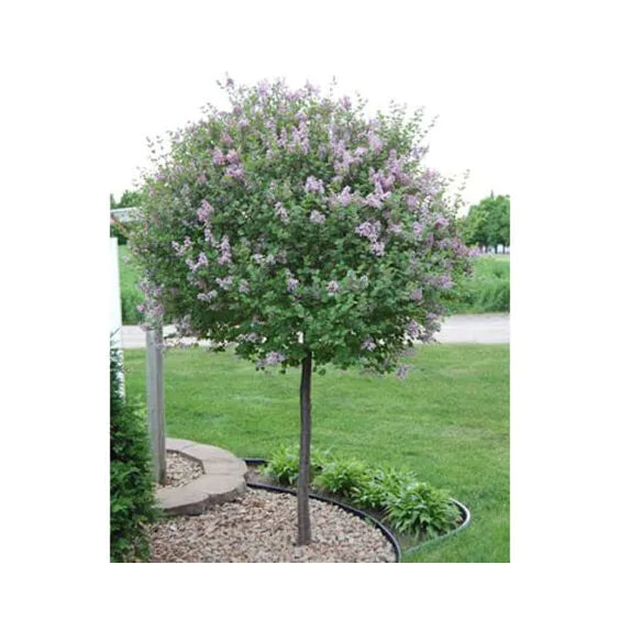 Lilac, Bloomerang Dark Purple #10 PT