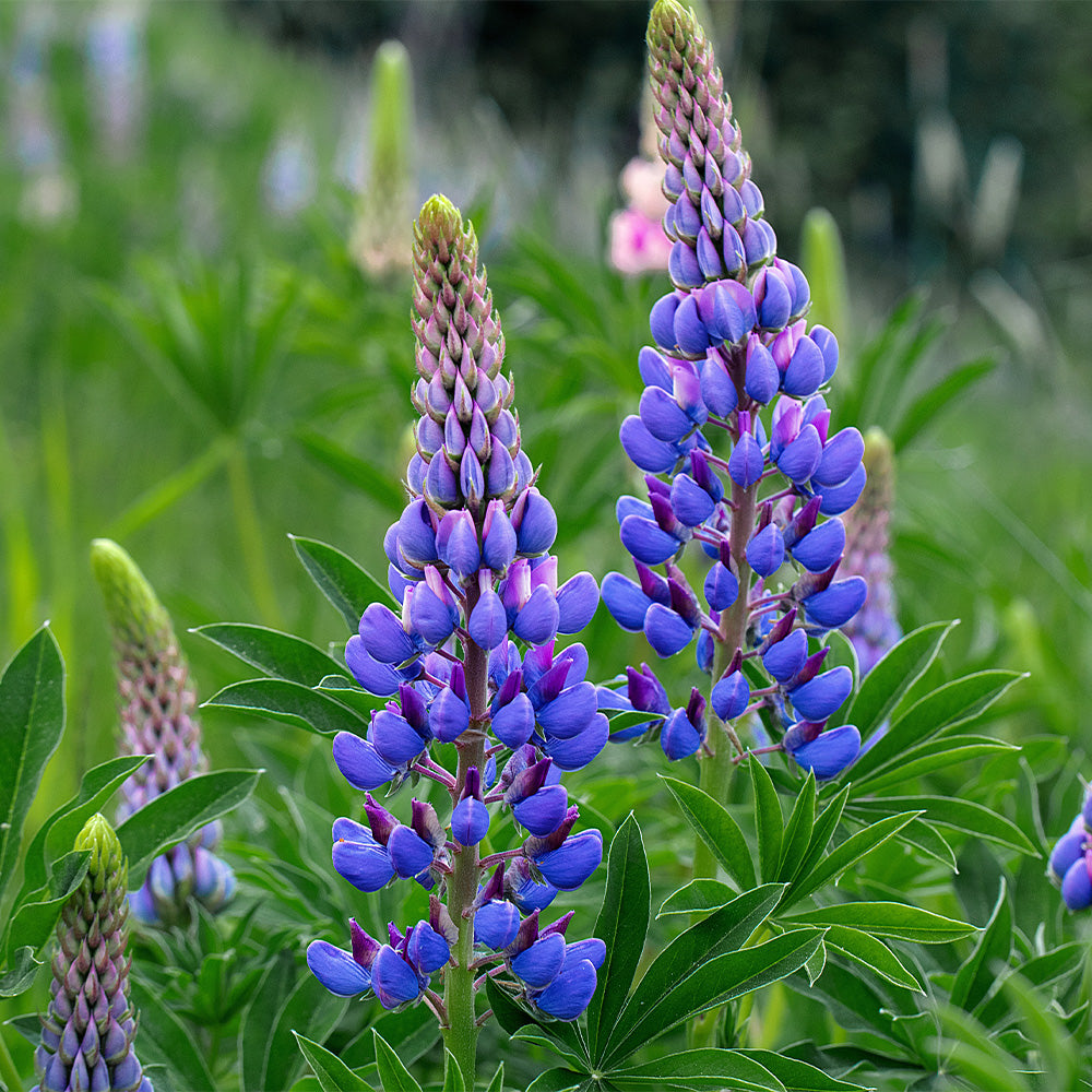 Lupine, Gallery Blue #1