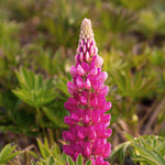 Load image into Gallery viewer, Lupine, Gallery Pink #1
