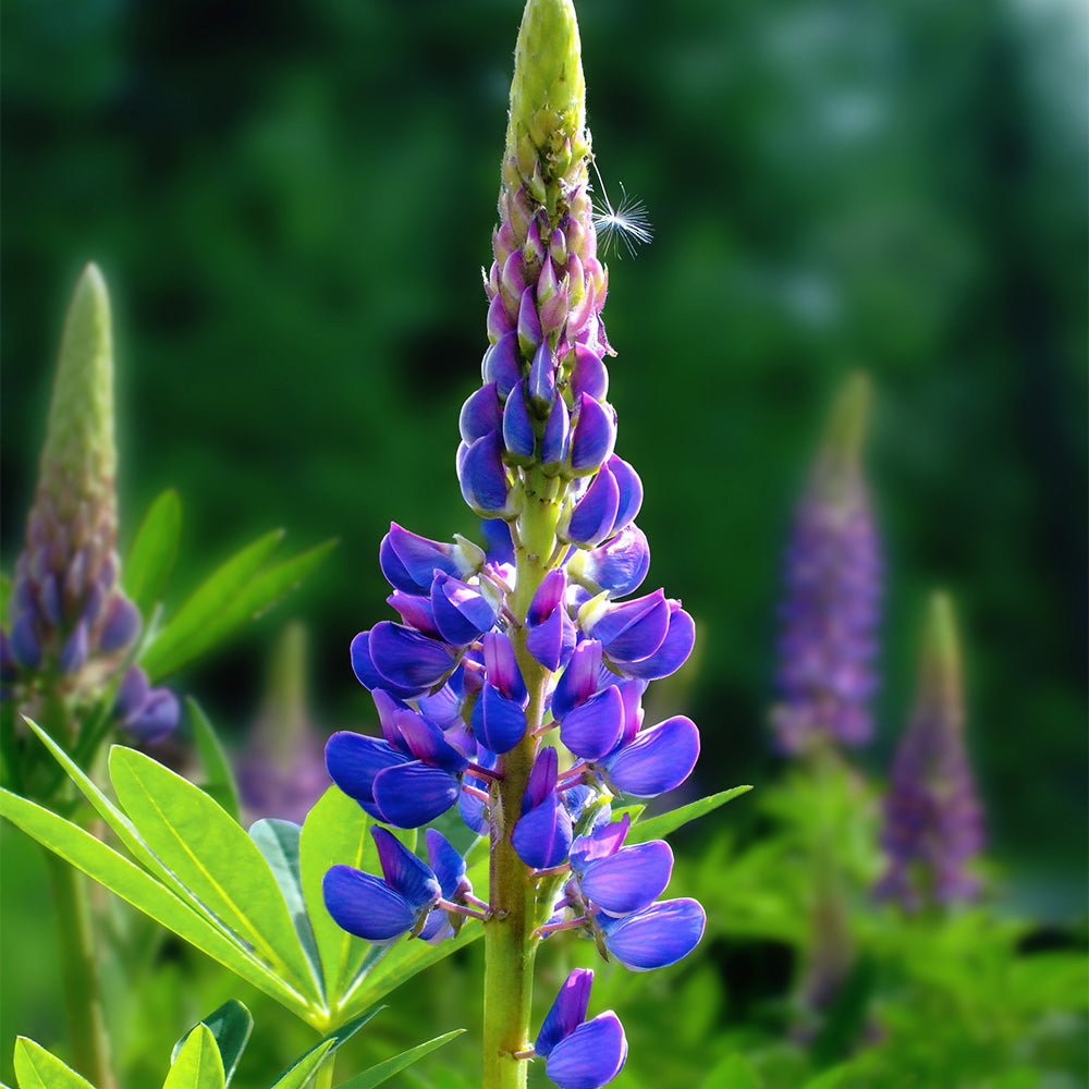 Lupine, Gallery Blue #1