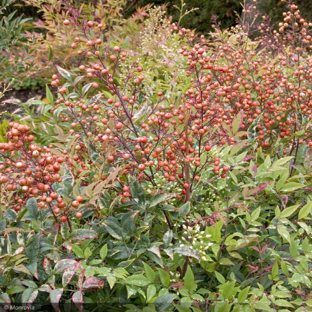 Nandina, Heavenly Bamboo #3