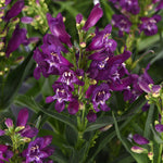 Load image into Gallery viewer, Penstemon, Rock Candy Purple #1