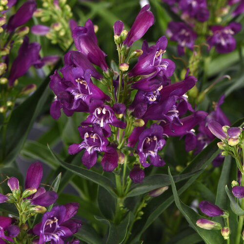 Penstemon, Rock Candy Purple #1