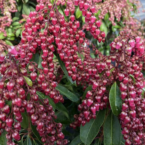 Pieris, Interstella #3