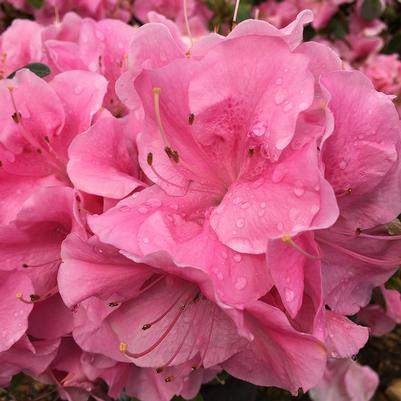 Azalea, Bloom-A-Thon Pink Adoration #3