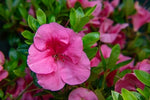 Load image into Gallery viewer, Azalea, Bloom-A-Thon Pink Cupcake #3