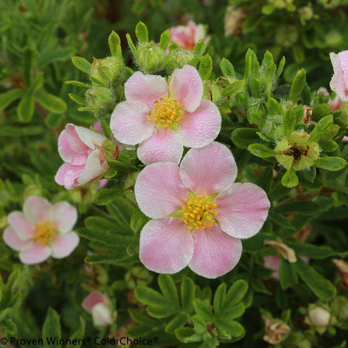 Potentilla, Happy Face Pink Paradise #3