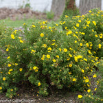 Load image into Gallery viewer, Potentilla, Happy Face Yellow #3