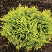 Arborvitae, Anna's Magic Ball #2