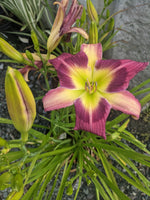 Load image into Gallery viewer, Daylily, Magic Dancer #1
