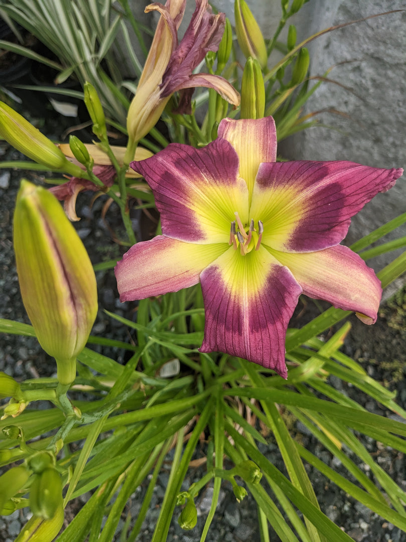 Daylily, Magic Dancer #1
